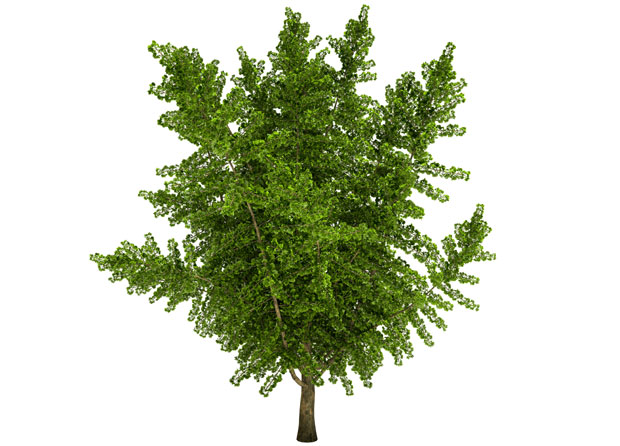 Древна и чудесна гинко билоба: Мандаринско дрво чува мозак